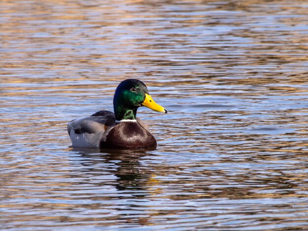 Enten schwimmen im See