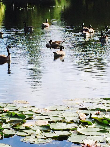 Enten schwimmen im See