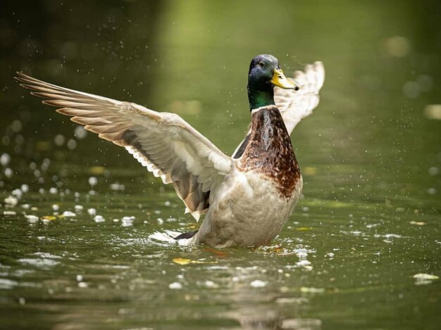 Foto enten schwimmen im see