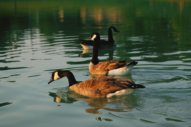 Foto enten schwimmen im see