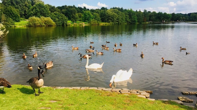 Foto enten schwimmen im see