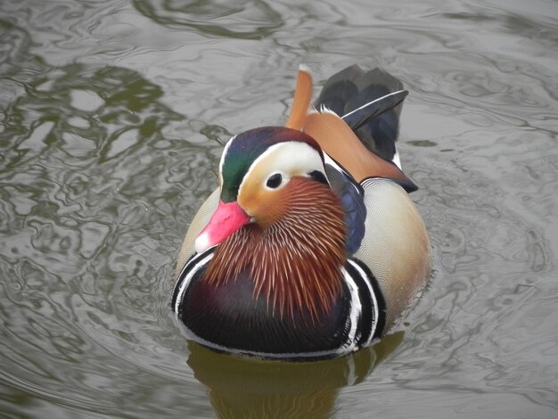 Foto enten schwimmen im see