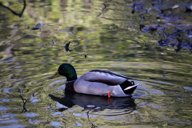 Enten schwimmen im See