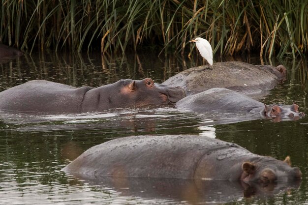 Foto enten schwimmen im see