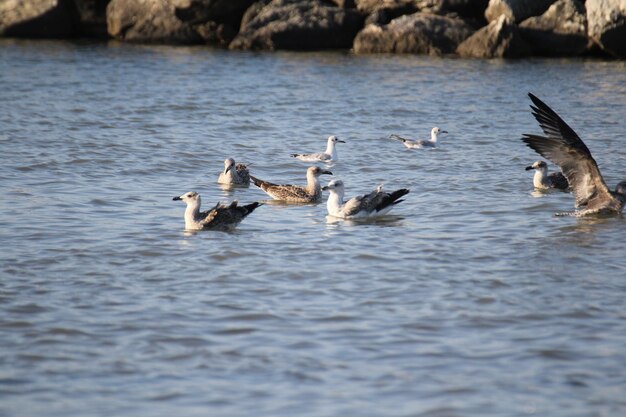 Foto enten schwimmen im see