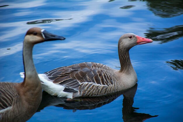 Foto enten schwimmen im see