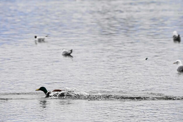 Enten schwimmen im See