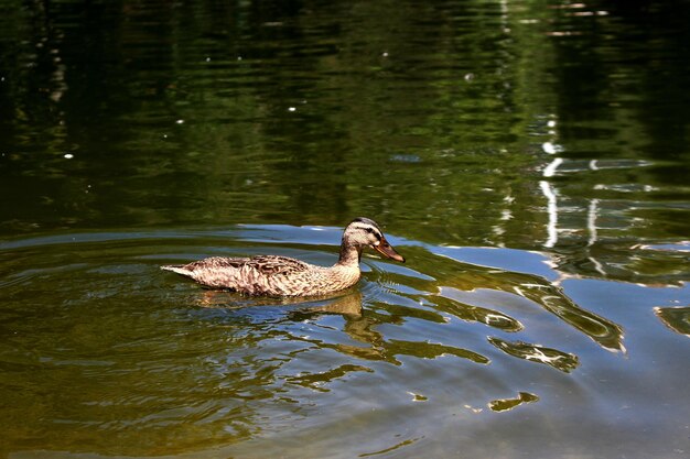 Foto enten schwimmen im see