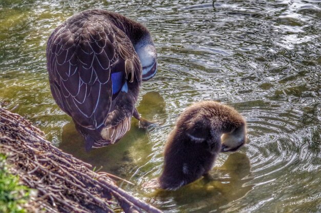 Foto enten schwimmen im see.