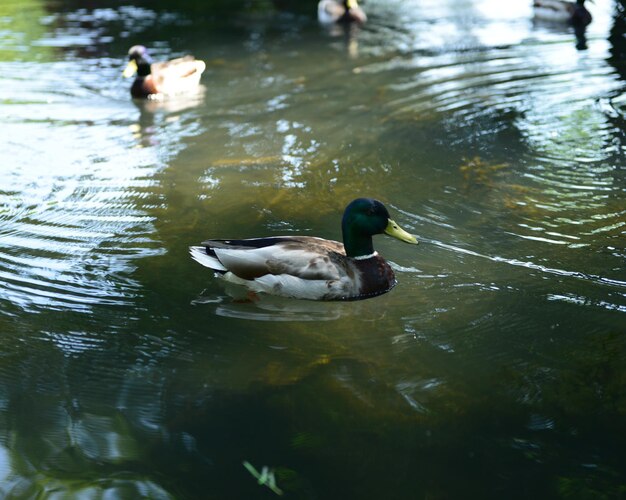 Enten schwimmen im See