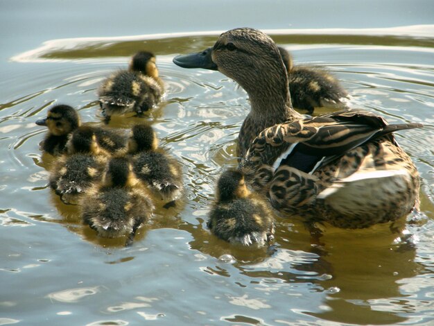 Foto enten schwimmen im see