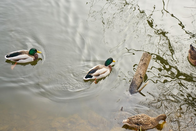 Enten schwimmen im See.