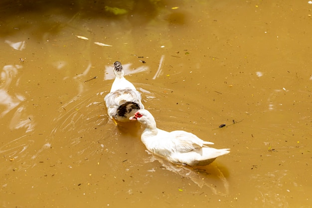 Enten schwimmen im Teich auf dem Bauernhof.