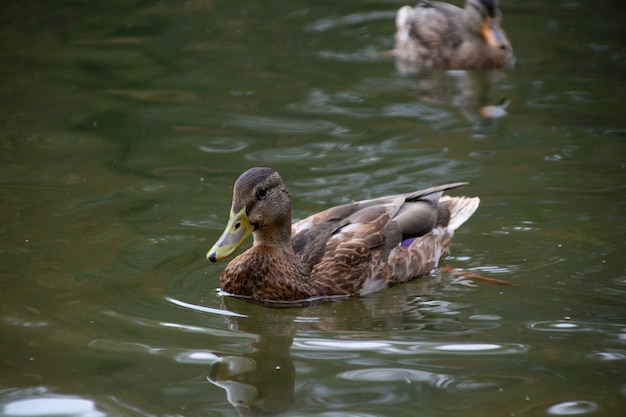 Enten schwimmen im Teich des Stadtparks.