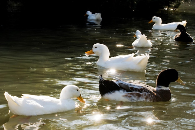 Enten schwimmen im Teich