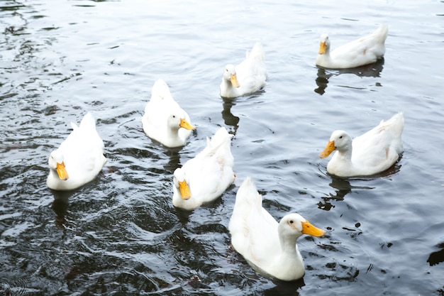 Enten schwimmen im Wasser.