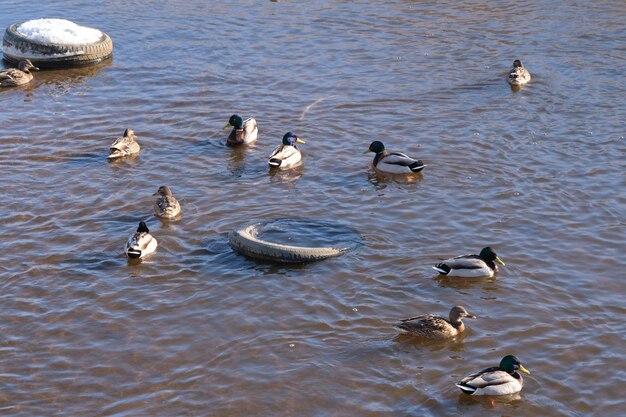 Enten schwimmen im Winter in einem verschmutzten Fluss zwischen schwimmenden Trümmern Umweltverschmutzung