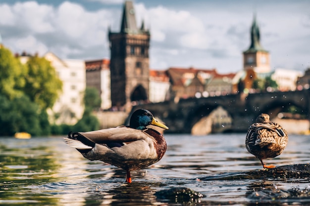 Enten schwimmen in der Moldau