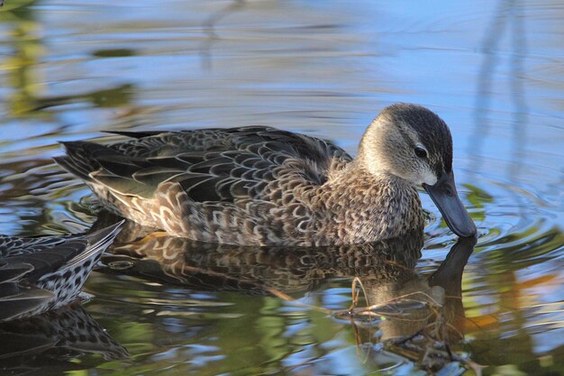 Foto enten schwimmen in einem see