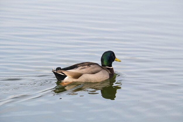 Foto enten schwimmen in einem see