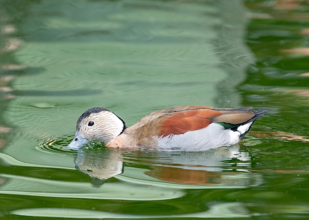 Foto enten schwimmen in einem see