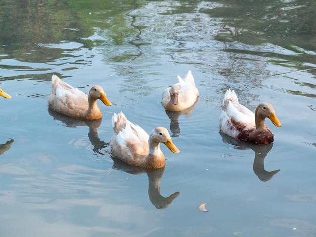 Enten schwimmen in einem Teich auf einer Farm in Yilan