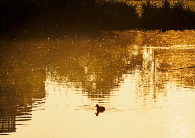 Enten schwimmen in einem Teich mit goldenem Wasser im Morgengrauen im Oranjerpark in Rotterdam Holland Niederlande