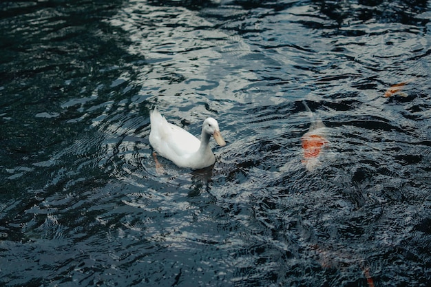 Enten schwimmen um Koi-Fische im Teich herum