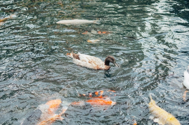 Enten schwimmen um Koi-Fische im Teich herum