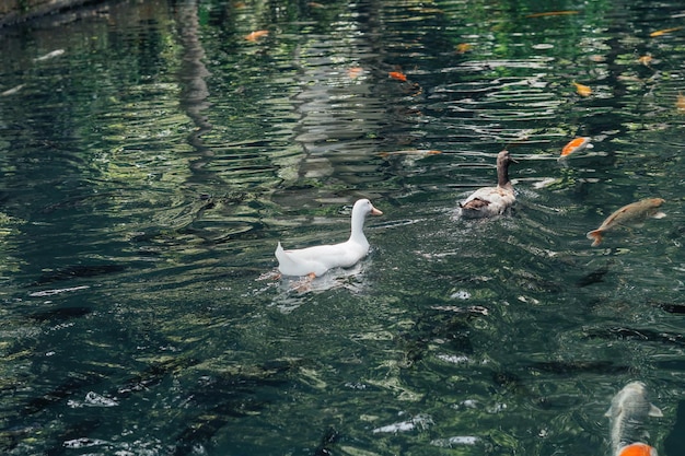 Enten schwimmen um Koi-Fische im Teich herum