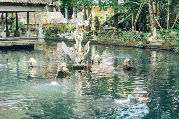 Enten schwimmen um Koi-Fische im Teich herum