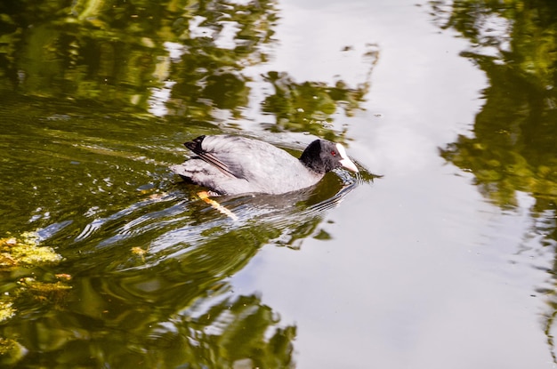 Enten schwimmen