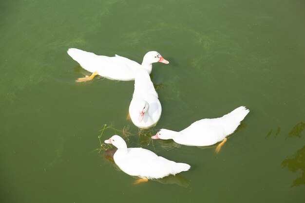 Enten schwimmen