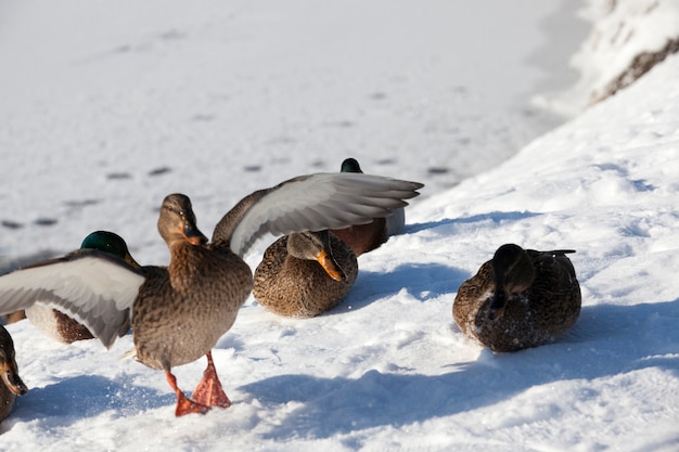 Enten sitzen im Schnee