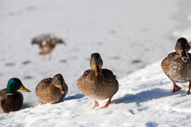 Enten sitzen im Schnee