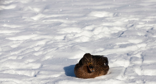 Enten sitzen in der Wintersaison im Schnee, kaltes, frostiges Wetter