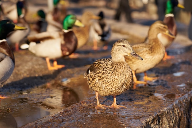 Enten sonnen sich im Frühling in der Sonne