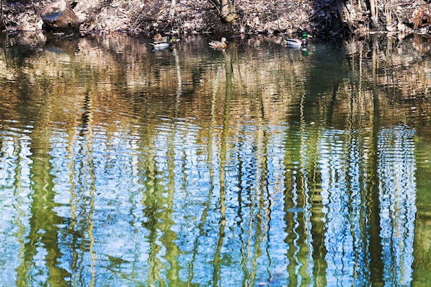 Enten und Baumreflexion im Waldteich