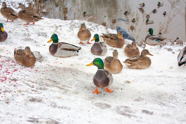 Enten und Drachen am Ufer des Winterteichs