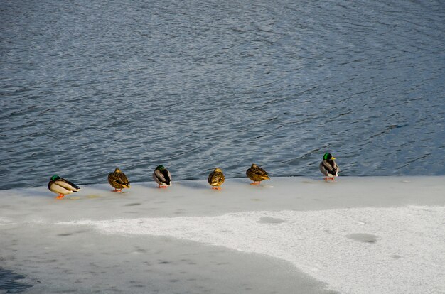 Enten und Drachen sitzen auf dem Flusseis