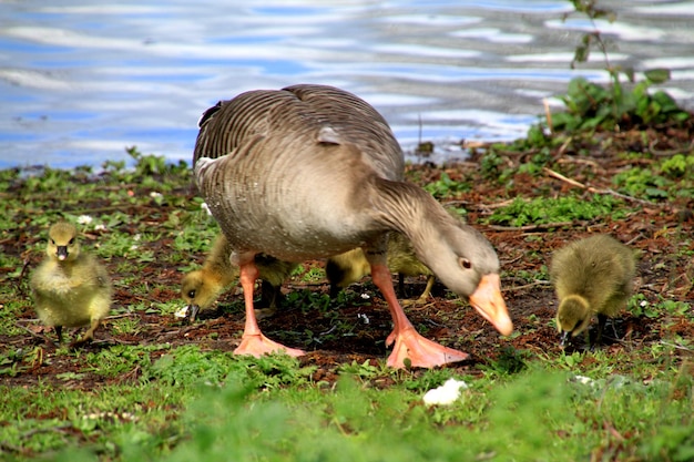 Foto enten und entenküken am flussufer