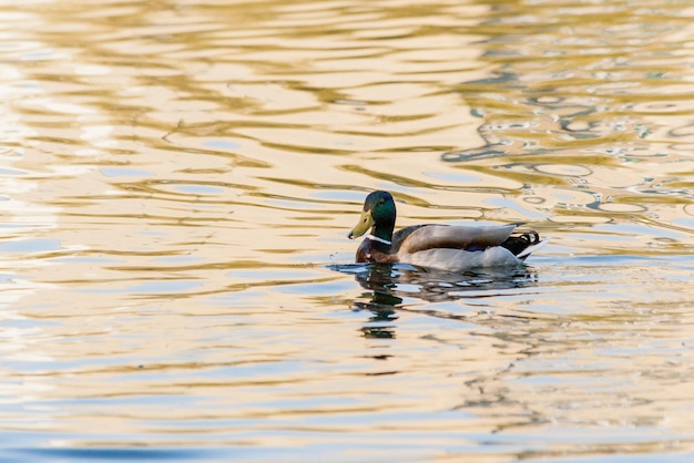 Enten und Erpel schwimmen im Teich