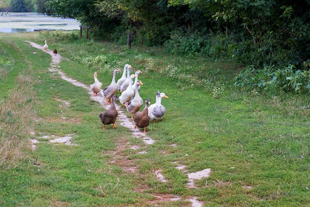 Enten und Gänse folgen dem Weg vom Fluss