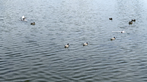 Foto enten und möwen schwimmen entlang der wasseroberfläche des flussteichs seemöwen fliegen und suchen nach nahrung