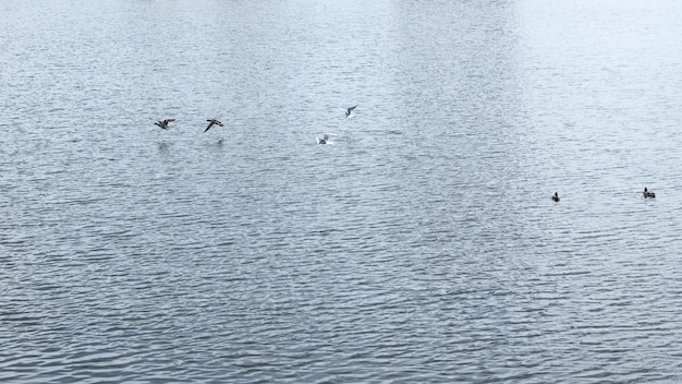 Enten und Möwen schwimmen entlang der Wasseroberfläche des Flussteichs Seemöwen fliegen und suchen nach Nahrung