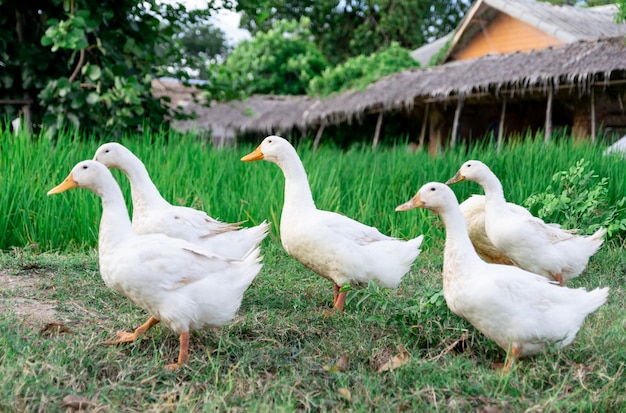 Enten viele weiß ein Reisfeld