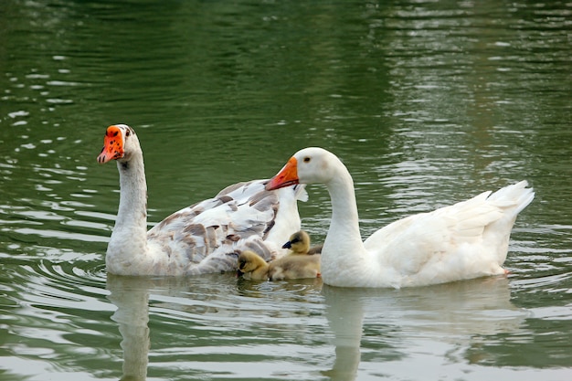 Entenfamilie in einem See