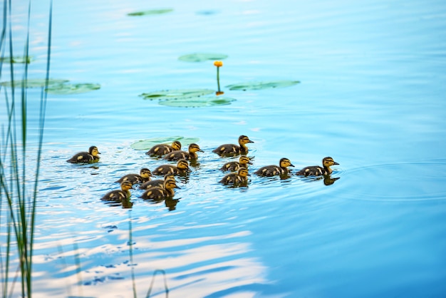 Entenfamilie mit vielen kleinen Entenküken, die auf dem Fluss schwimmen