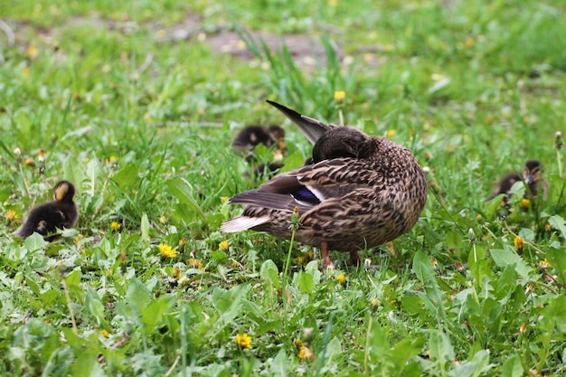 Entenfamilie Weibchen und Küken aalen sich in der Sonne am Ufer des Flusses