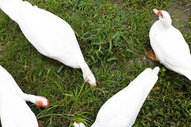 Entenfarm aus Freilandhaltung Natürliche Bio-Ente